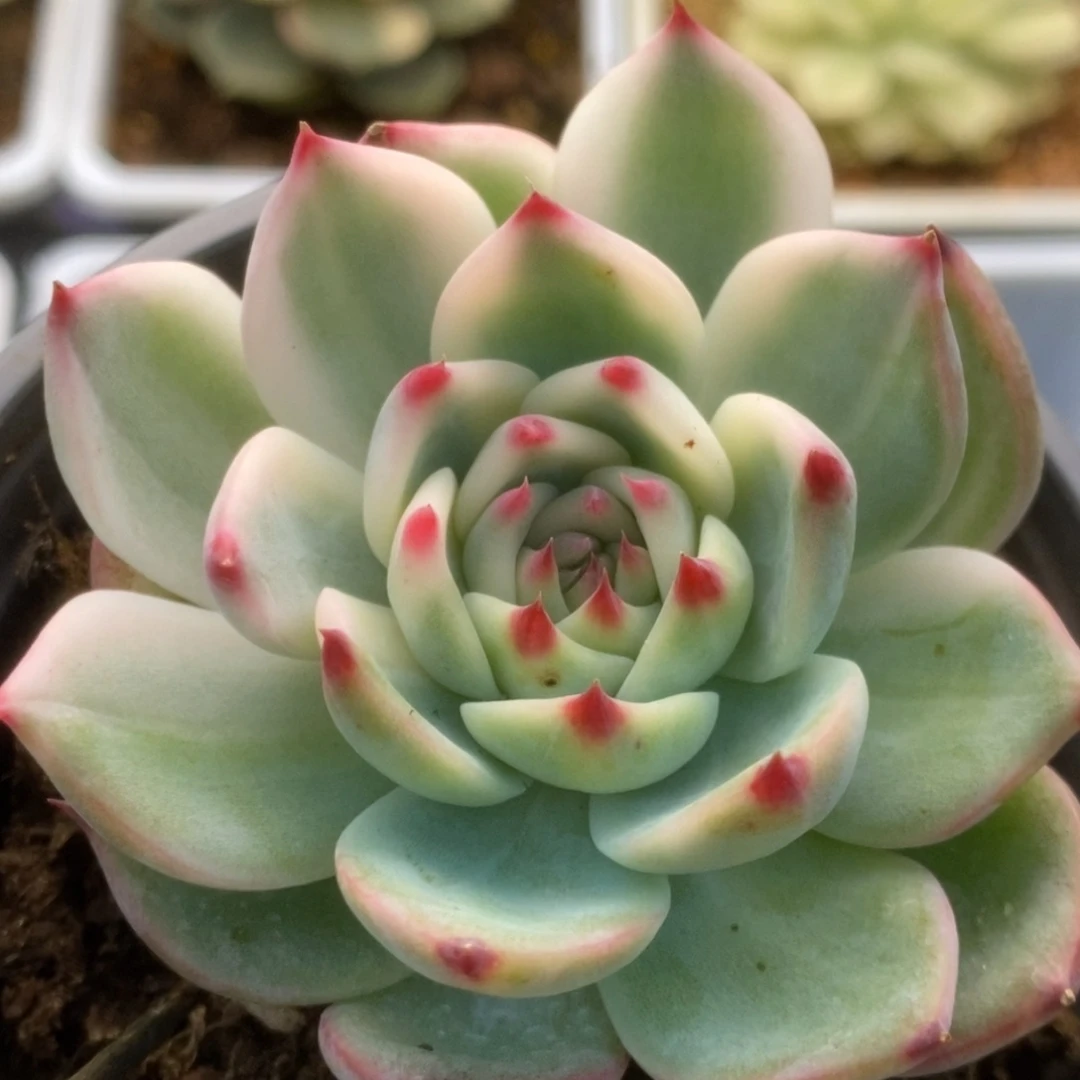 685锦锦锦锦锦锦锦