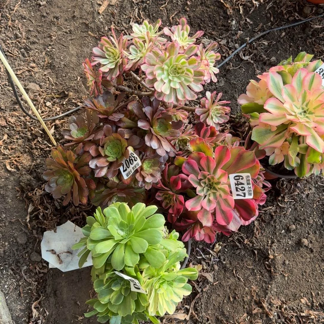 法师4颗一个砍桩3907 19-37