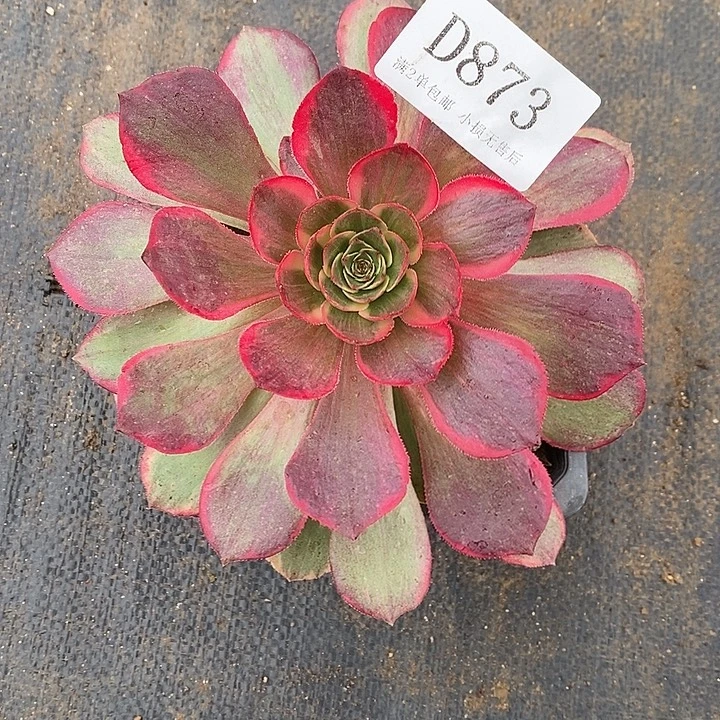 873粉花妖多肉植物