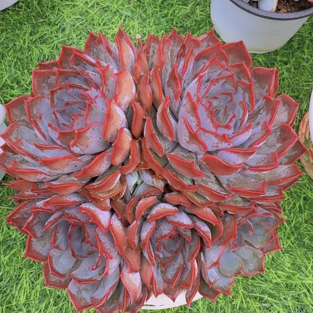 暗冰群生一物一拍