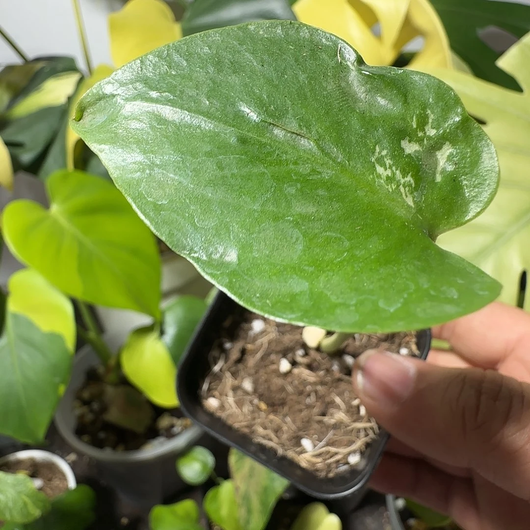 吃****完全开放龟背竹种子苗