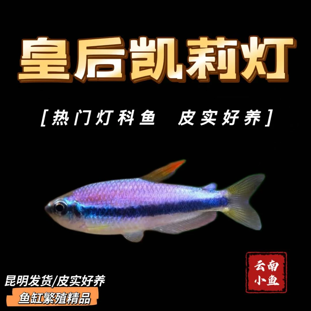 鱼缸繁殖精品皇后凯莉灯小型灯科观赏鱼颜色艳丽观赏价值高
