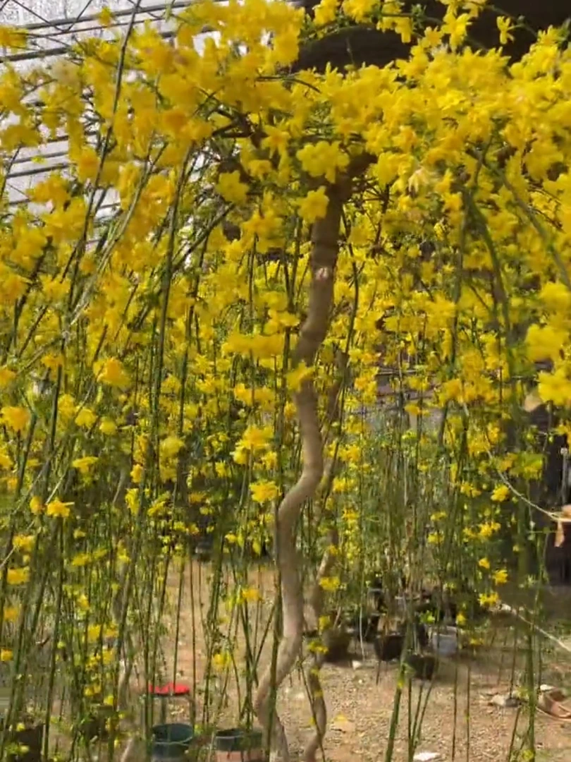 老桩探春花一物一拍室内室外均可