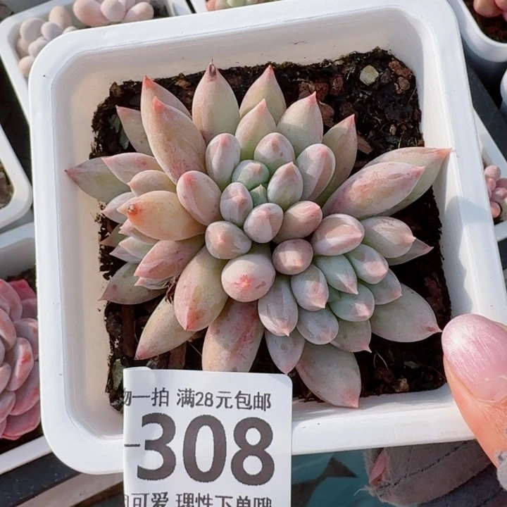 所罗门多肉无盆土，我