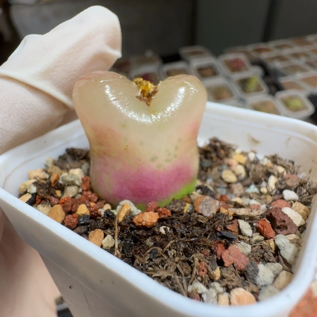 ?**单0206-48肉锥肉锥