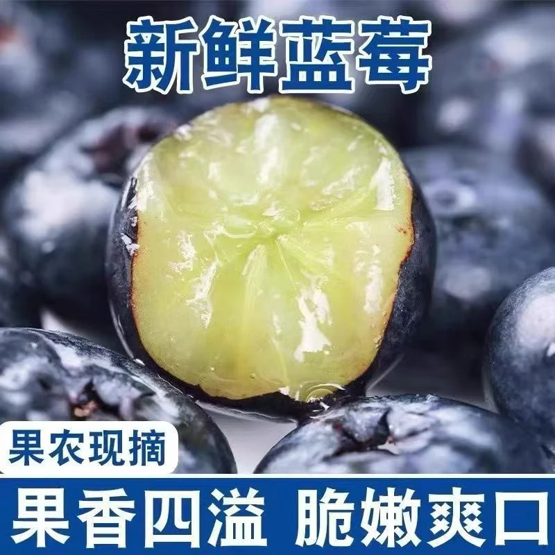 现摘现发云南高山蓝莓花香蓝莓新鲜高甜度特大果蓝莓水果礼盒顺丰