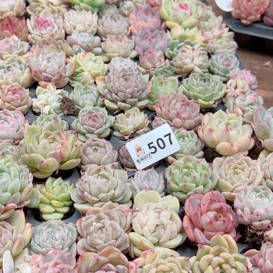 多肉植物多肉植物