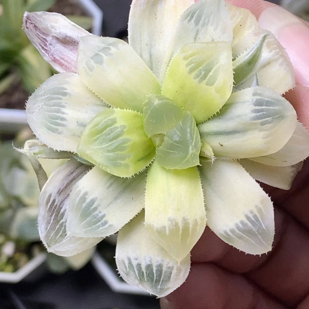 棒***虎生生世世生生世世