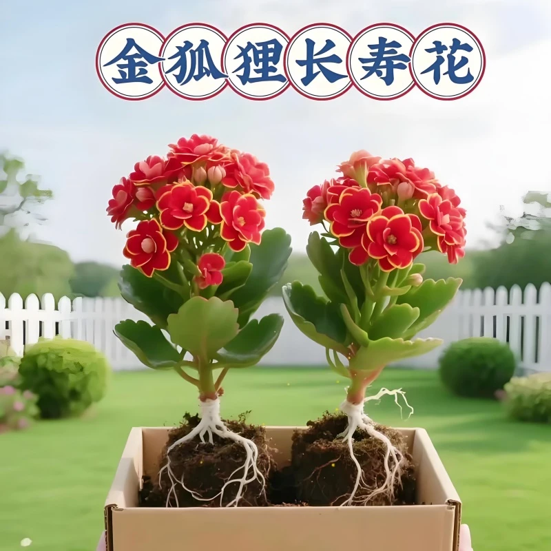 长寿花小苗新品盆栽四季花卉金丝雀金狐狸长寿花重瓣大全绿植苗