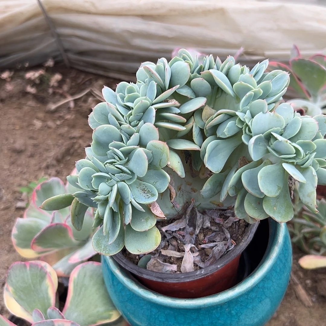 多肉植物碧桃缀化