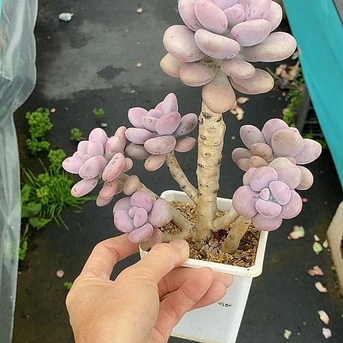 289多肉植物老桩