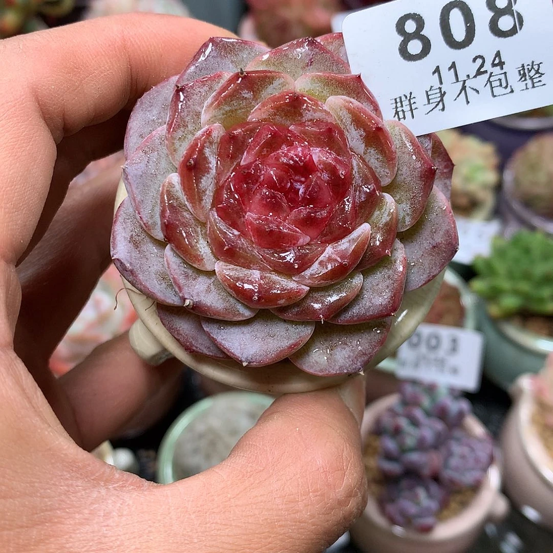 精控拇指盆11.24808