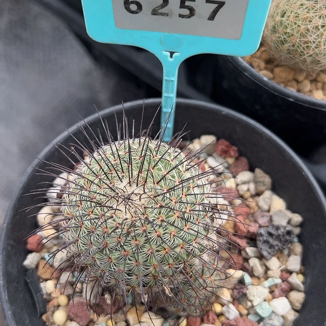 6257 神惠实生裸根发货