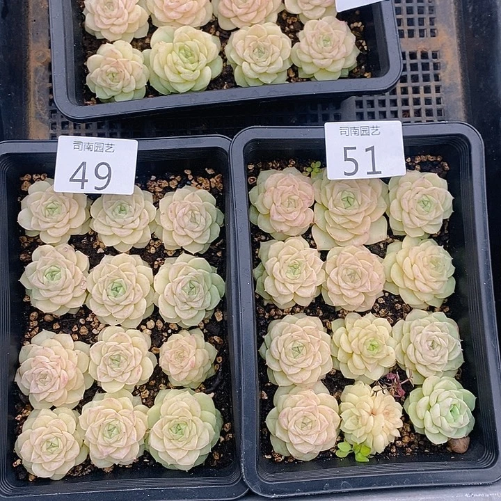 49-51 多肉植物盆栽花卉植物