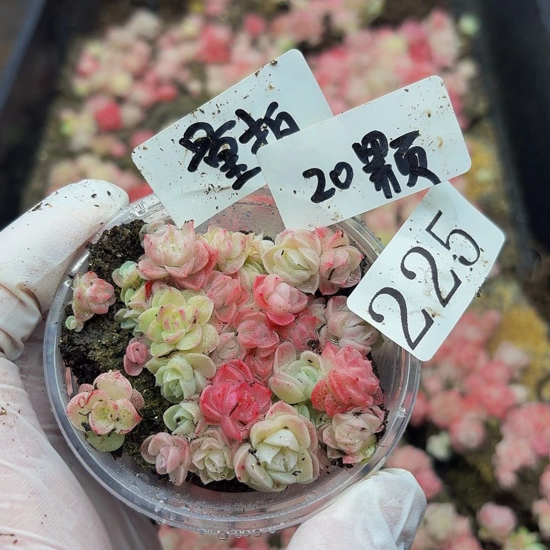 多肉植物多肉植物225量拍
