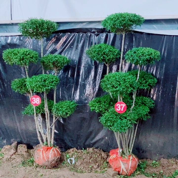 不开花植物一物一图一物一拍