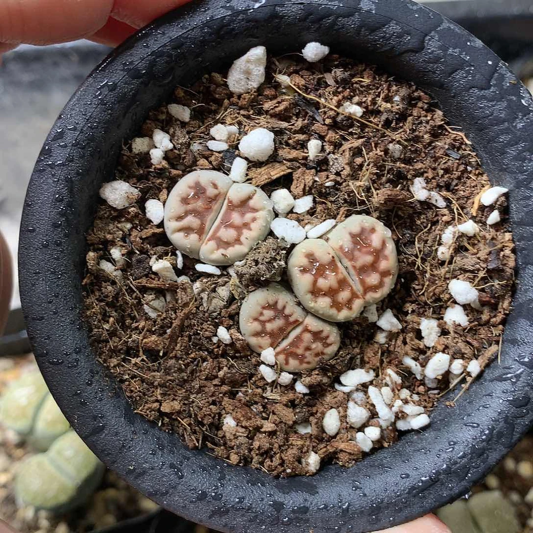 K253多肉植物保护研究所