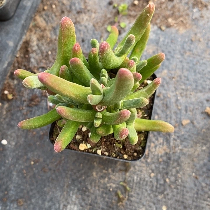 趁***老984枝干兔子。