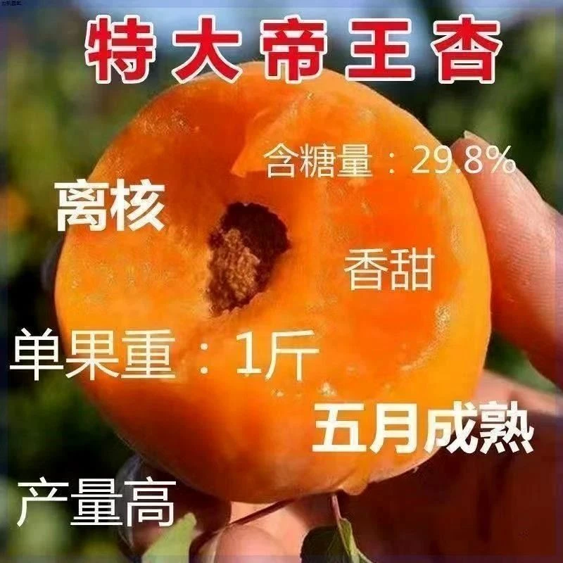 正宗嫁接特大帝王杏树苗甜杏苗特大巨蜜王杏子苗果树苗南北方四季