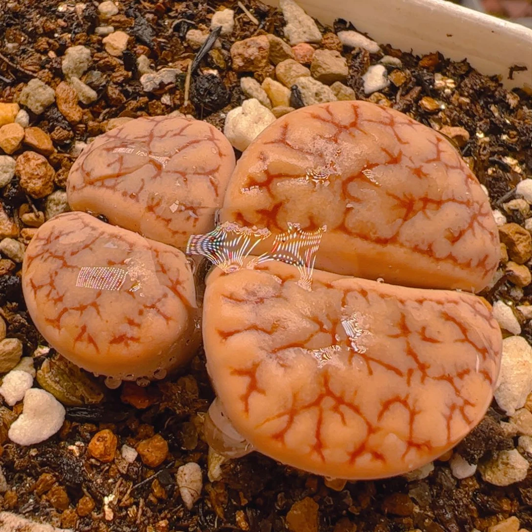 荒玉多肉植物百科