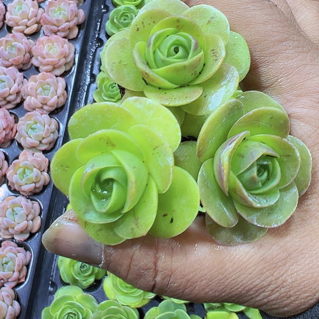 彩鸡蛋5个19包邮