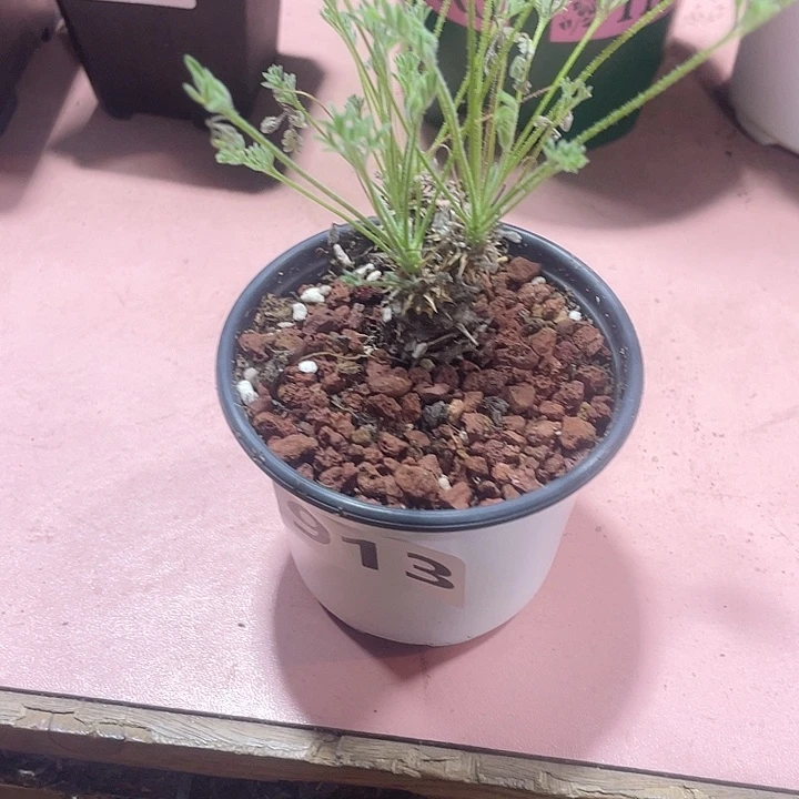 913豪猪杨葵块根，