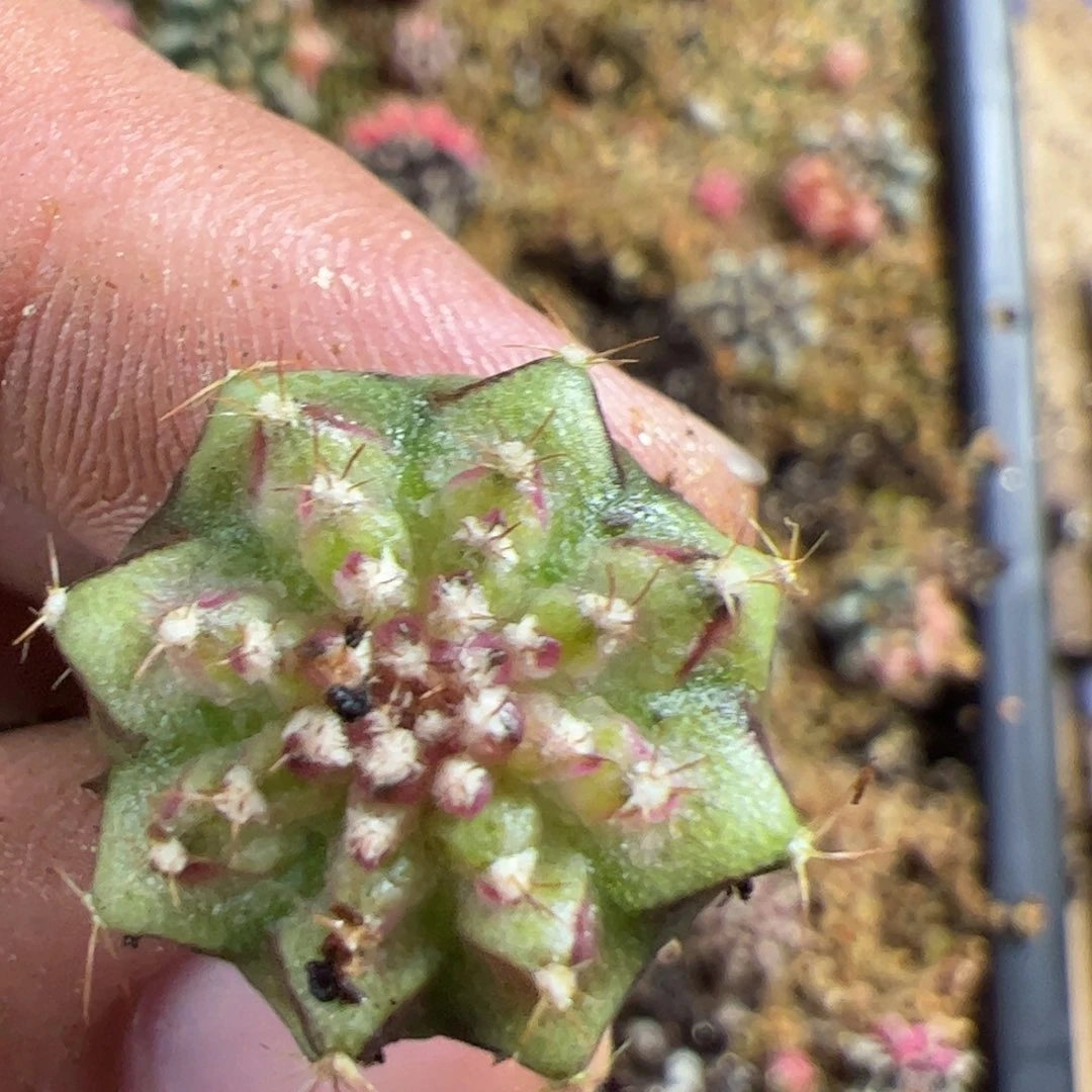 胖***子当前无花栽培后可以开花077