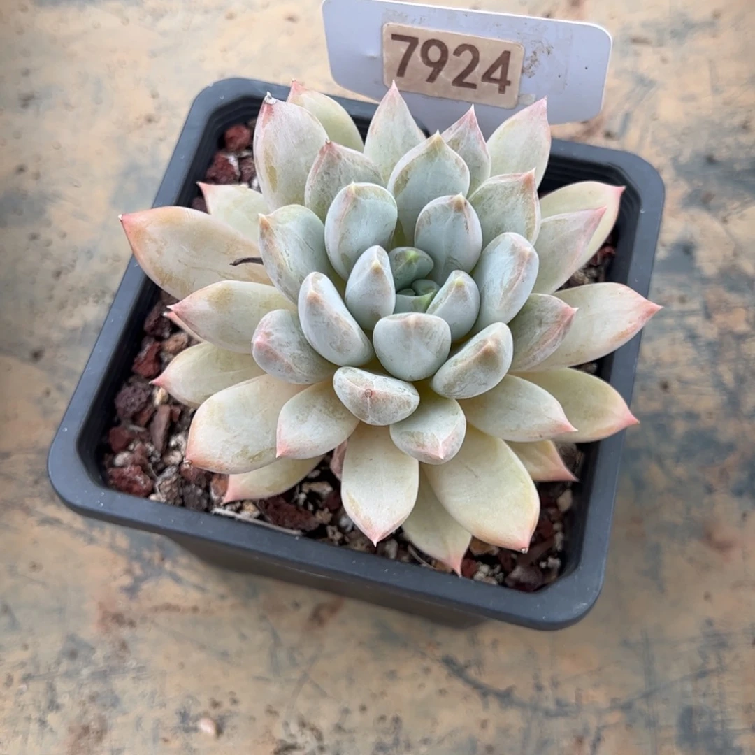 【闪购商品】西*7924。 1111111