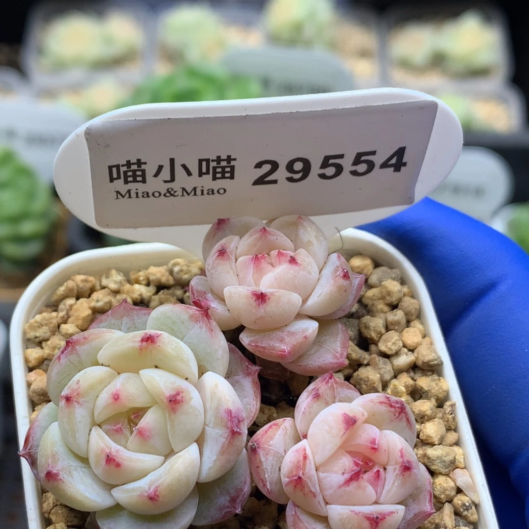 多肉植物杂交珍妮