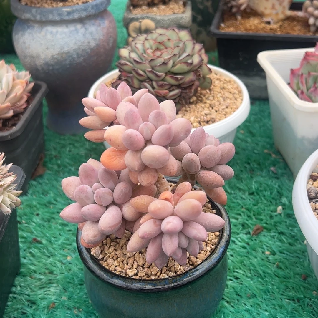 手指奶，，，，，，，，，，，，，