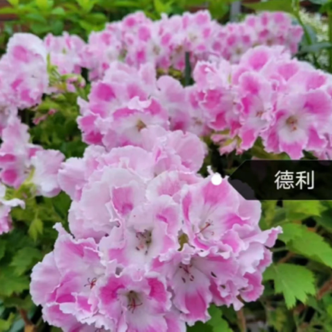 13厘米苗小介意勿拍盆蝴蝶梅红美人德利雅典娜威尔士完美橙教皇