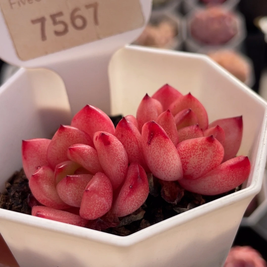 多肉Tm7567-5.5厘米