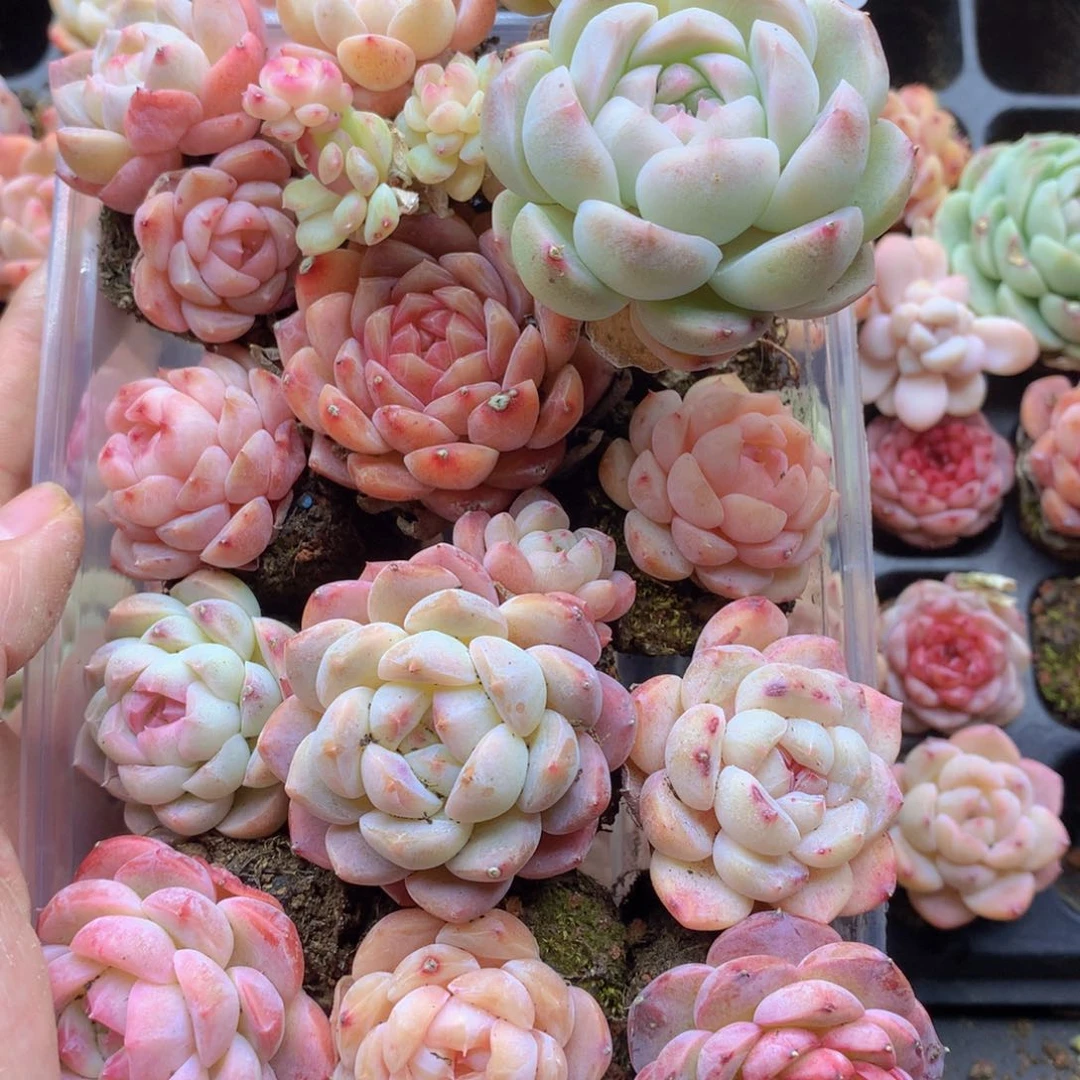 反反复复还是很开心052