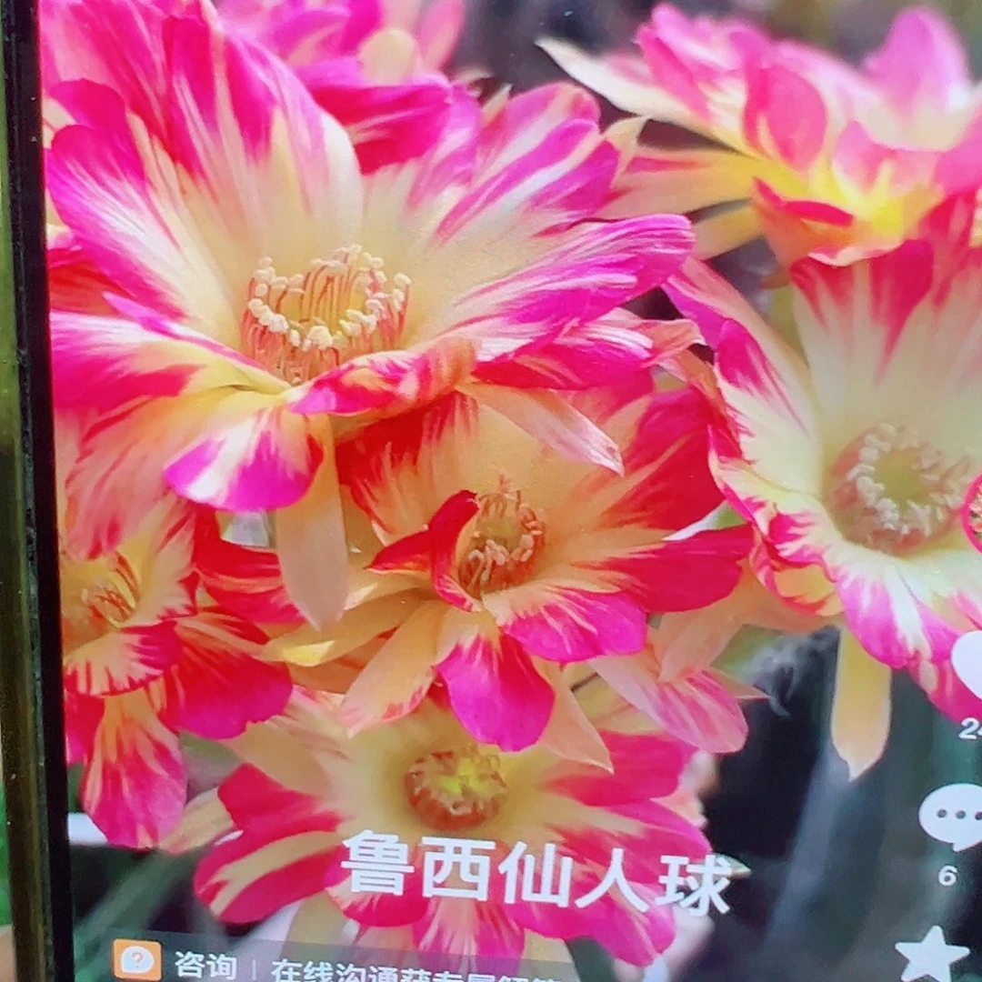 丽花 火焰凤 侧芽 满20包邮
