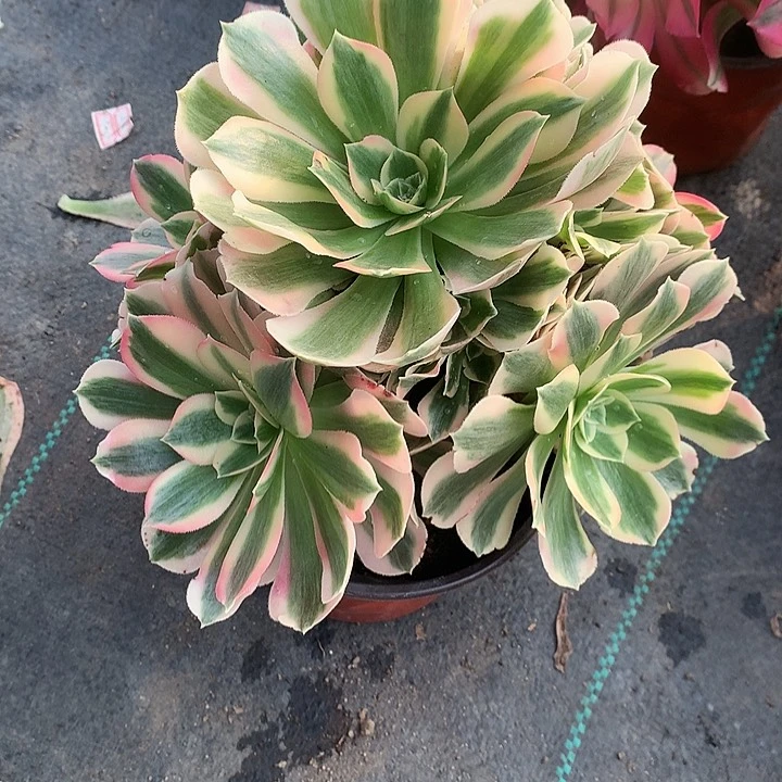310七彩石多肉植物