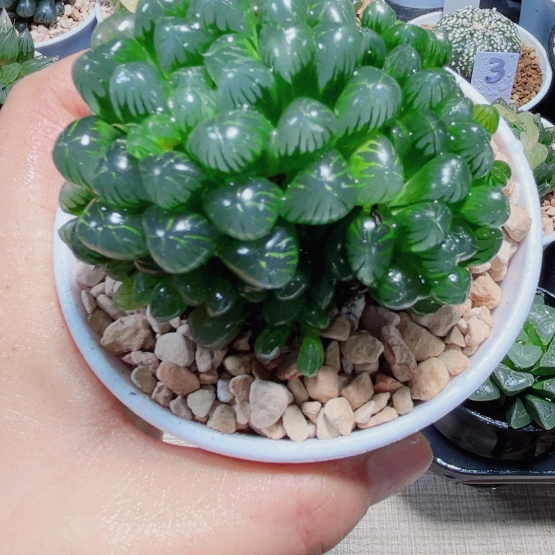 糯姬玉露多肉植物6666
