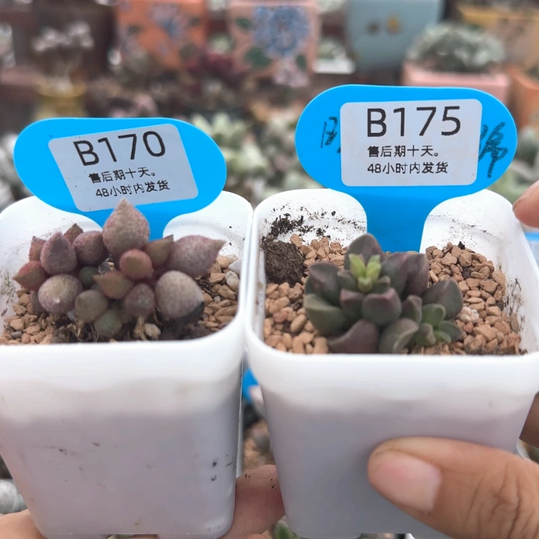 只***心福利。  170。   175。