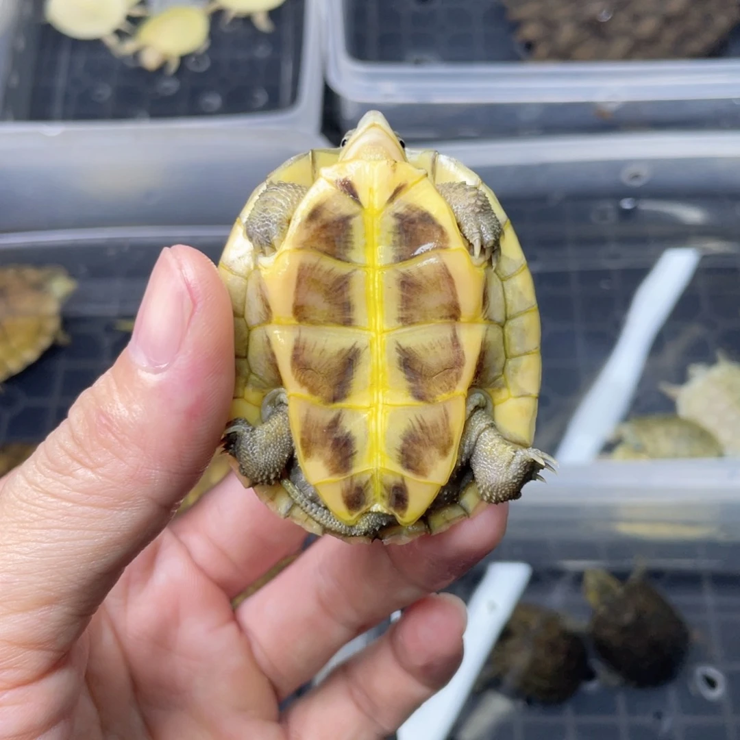 小青直播间专拍小青