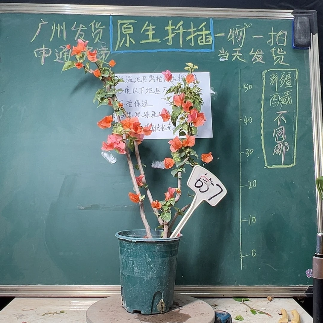 完全开放60CM高 钻石橙  原生小树头 657