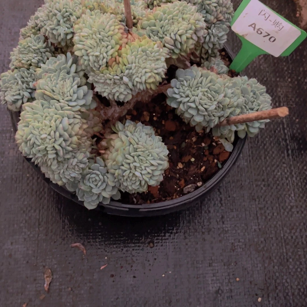 ****笑白胖子缀Ａ６７０号一颗一物一拍