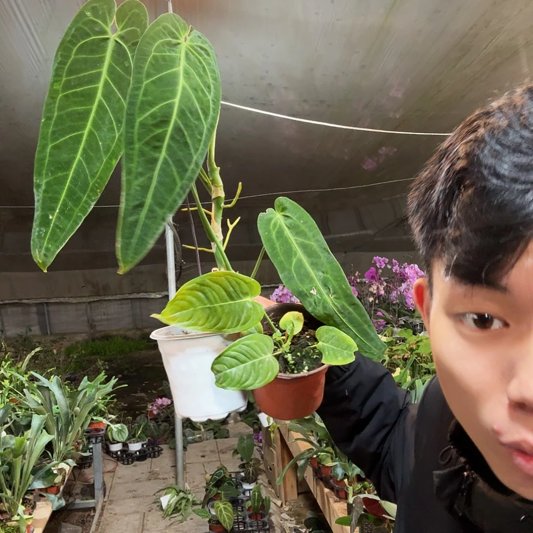 完全开放王➕后组合一组