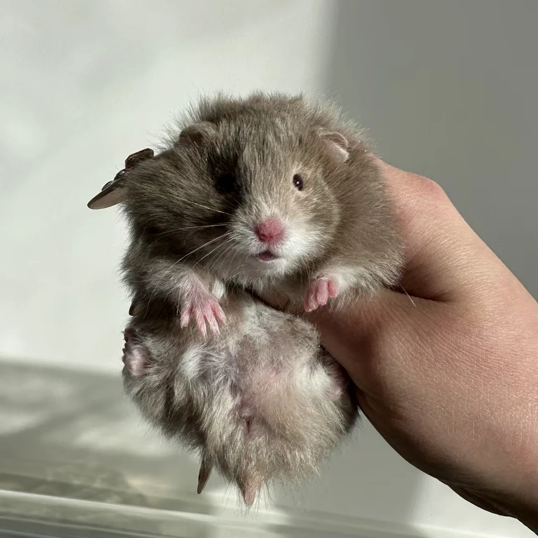 吱吱熊金丝熊波利羊毛卷显斑眼线熊直毛卷毛活体藤盒包活