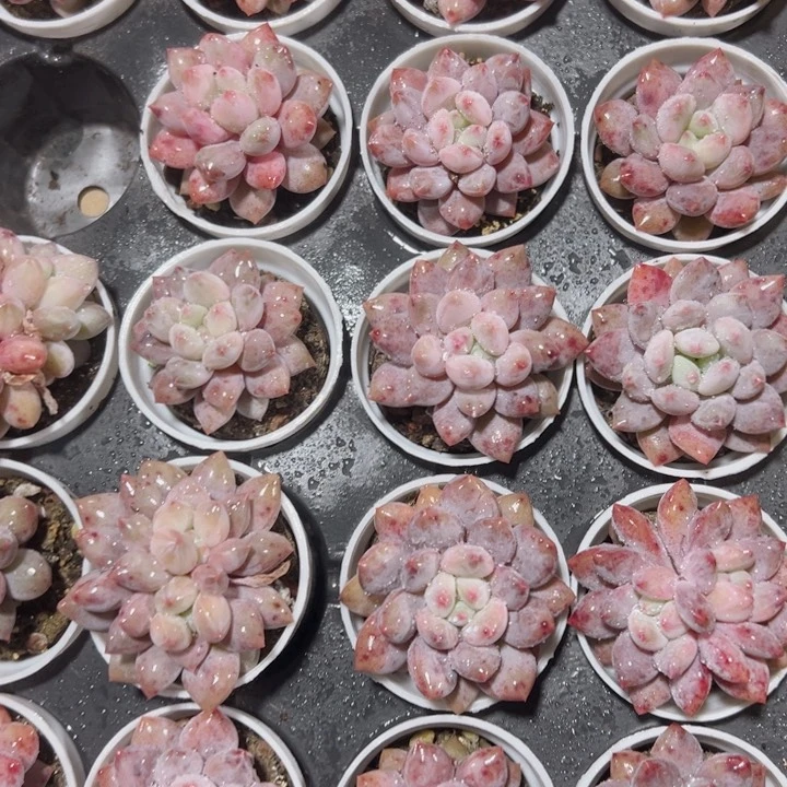 半夏精品多肉植物大战僵尸