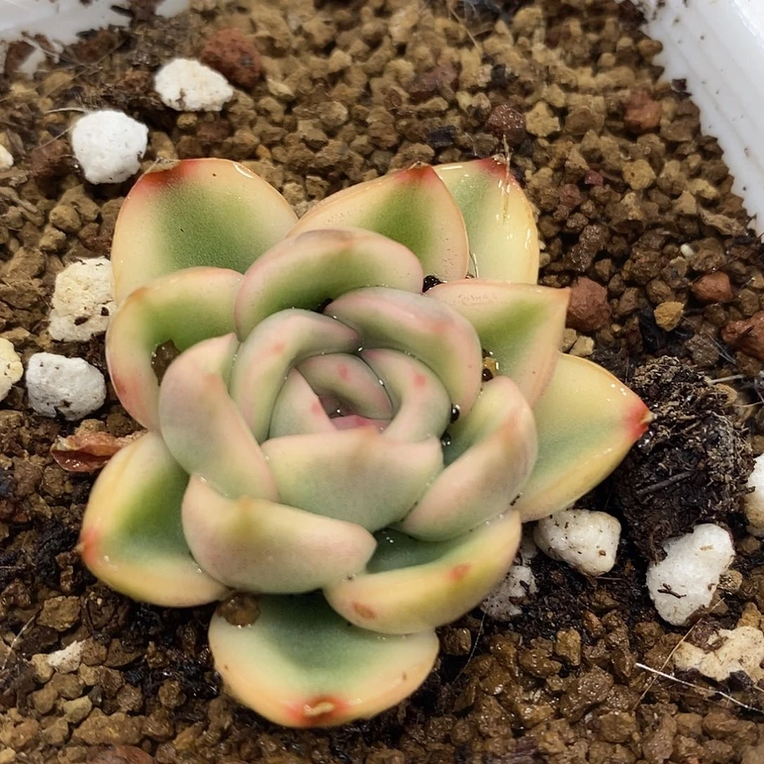 瓷白雨燕座锦 小方花圃一物一拍