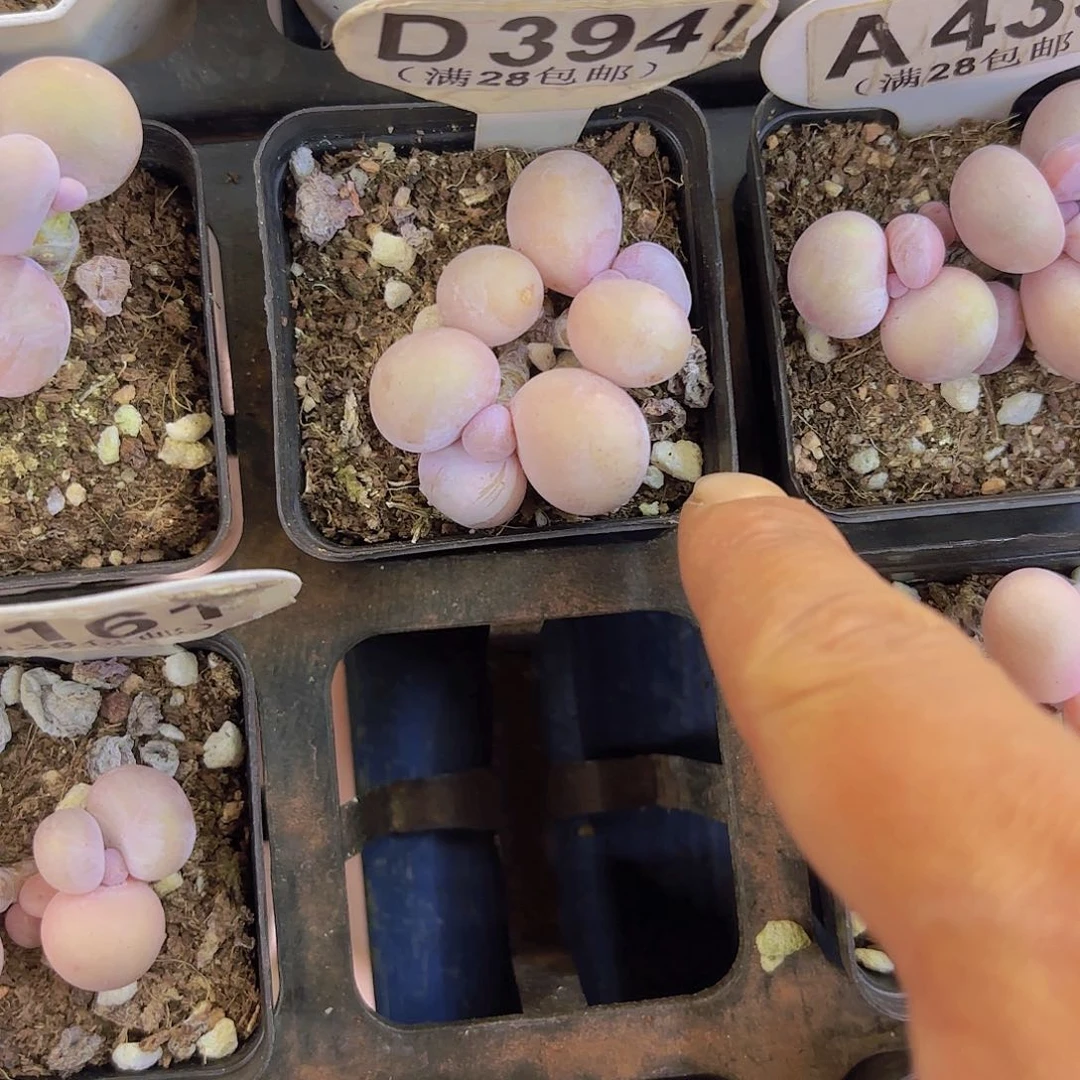 小*稚D394水光针一物一拍