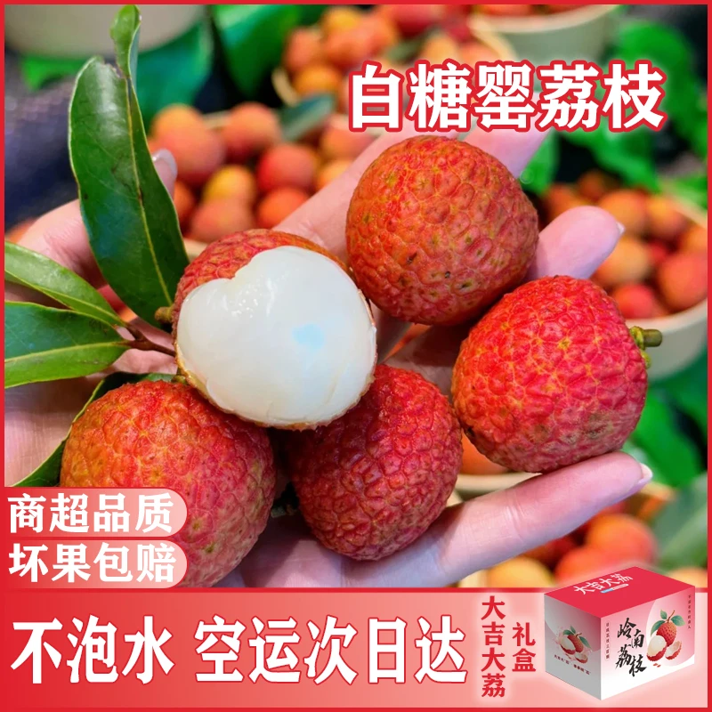 【顺丰次日达】广东茂名高州白糖罂荔枝新鲜大果现摘爽口爆甜3/5斤礼盒装不泡水不催熟应季水果包邮广东省