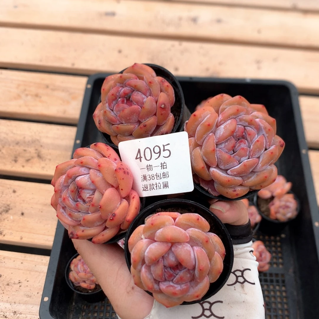石榴籽小单头四颗4095