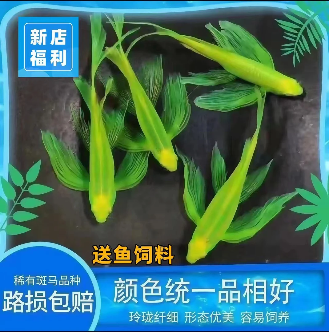 蝶翼斑马鱼大号龙凤绿翡翠斑马蓝莓斑马紫仙斑马荧光斑马送饲料