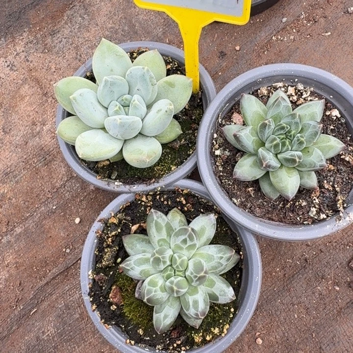 多肉植物一物一拍871