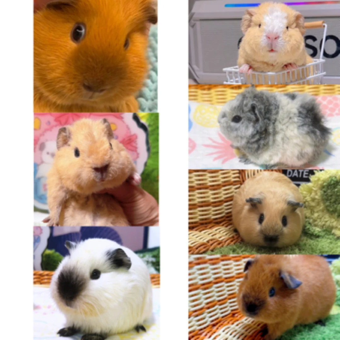 进口荷兰猪加州英短美泰特克塞尔豚鼠活体宠物专拍链接包邮包活